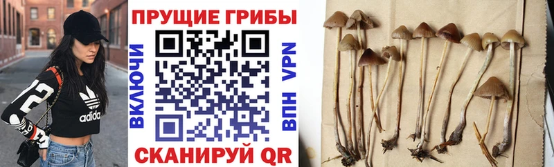 Псилоцибиновые грибы Psilocybine cubensis Липецк